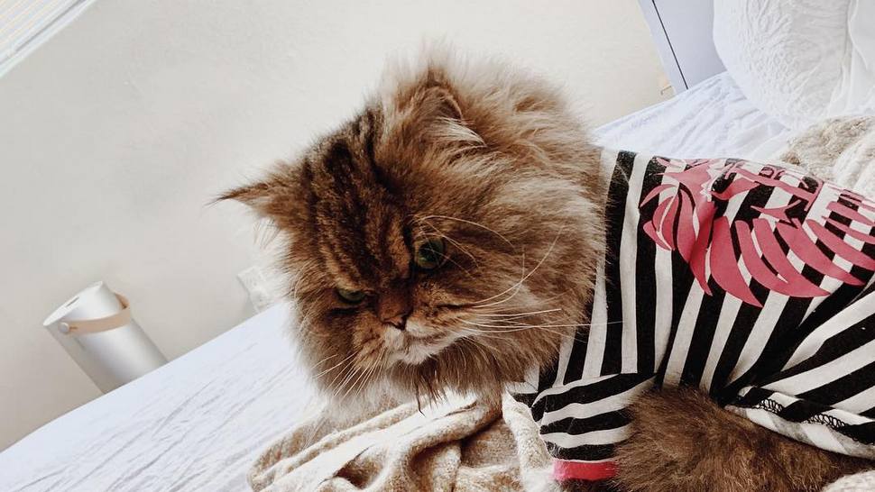 Journal Pets: Nije li ovo najsmješnija maca na Instagramu?