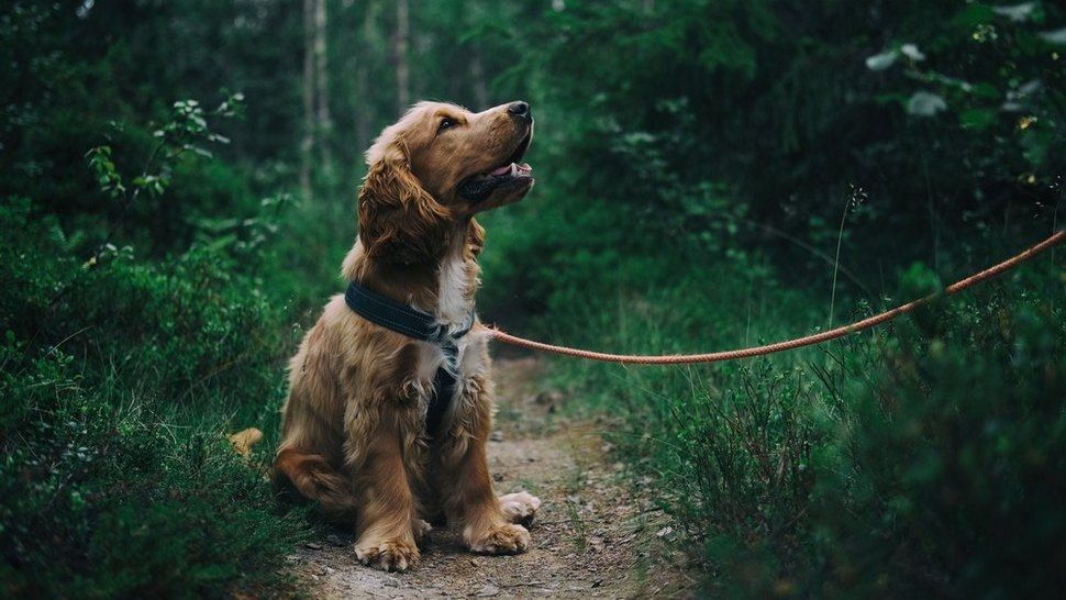 Journal Pets: Dođite na druženje omiljenih gradskih njuški i njihovih prijatelja uz novu hranu Country Farms