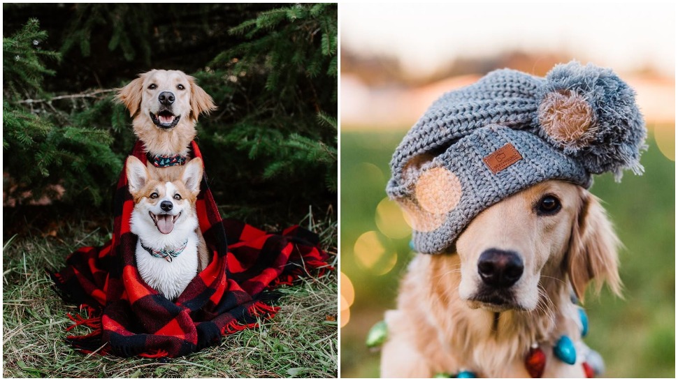 Journal Pets: Ava & Aspen su najslađi pseći prijatelji na Instagramu
