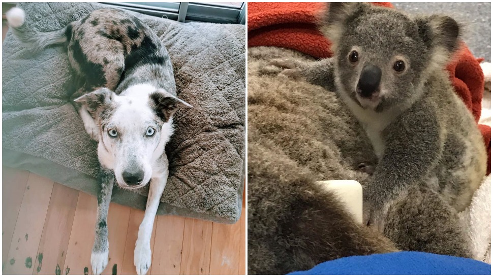 Journal Pets: Bear The Koala Dog pomaže u spašavanju koala u opožarenoj Australiji