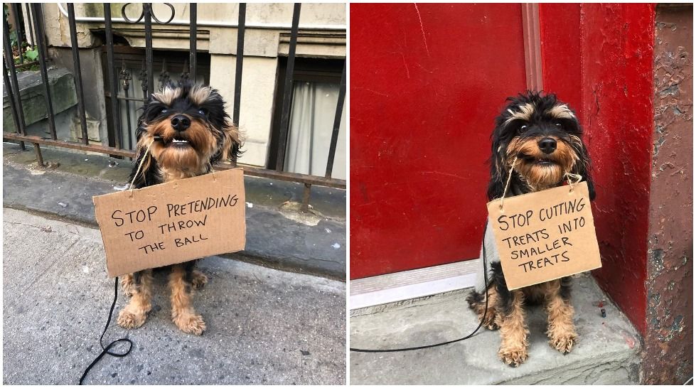 Journal Pets: Nakon Instagram profila Dude With Sign, zvijezda je postao i Dog With Sign