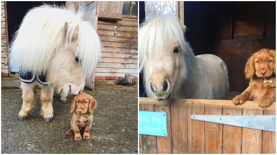 Journal Pets: Neobično prijateljstvo koje je obišlo cijeli svijet