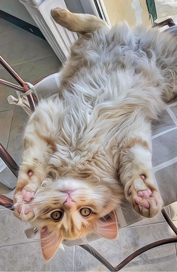 Journal Pets: Neki od najljepših trenutaka mačaka dokumentirani su na ovom Instagram profilu