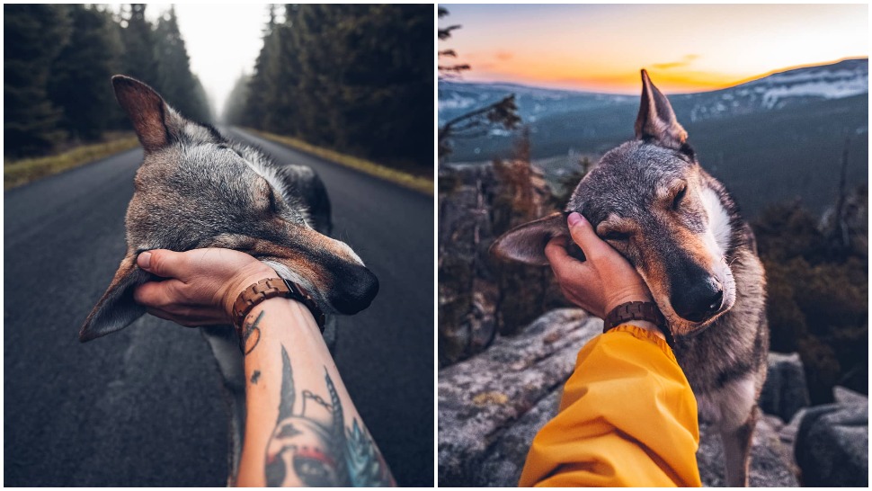Journal Pets: Odmah ćete poželjeti zapratiti Instagram profil ovog savršenog psa koji nalikuje vuku