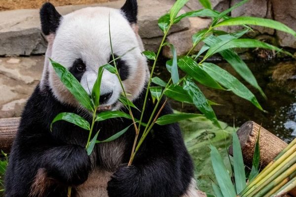 Journal Pets: Danas je Svjetski dan najslađeg medvjeda na svijetu – pande
