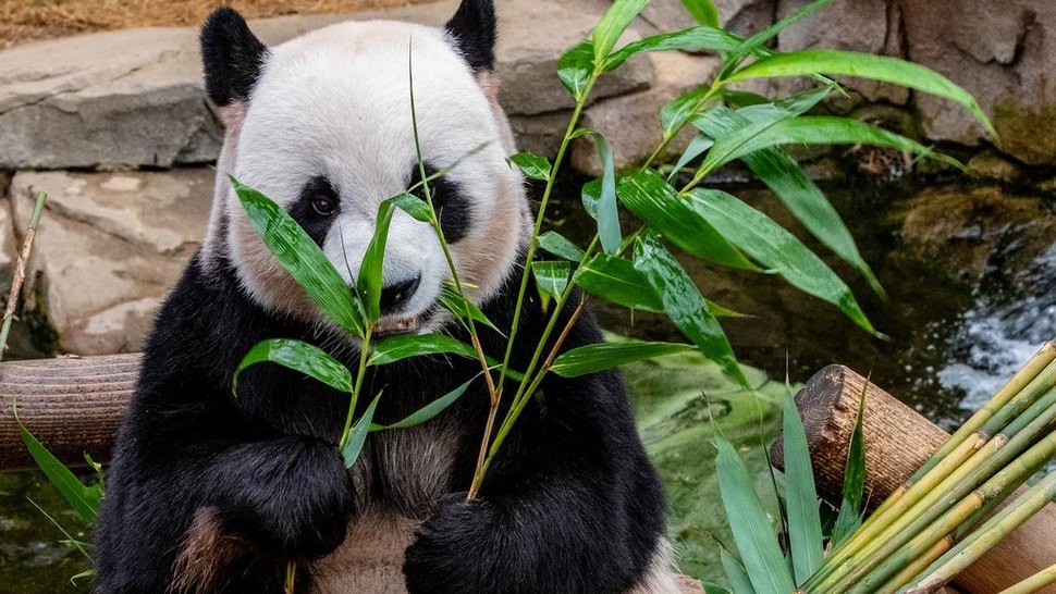 Journal Pets: Danas je Svjetski dan najslađeg medvjeda na svijetu – pande