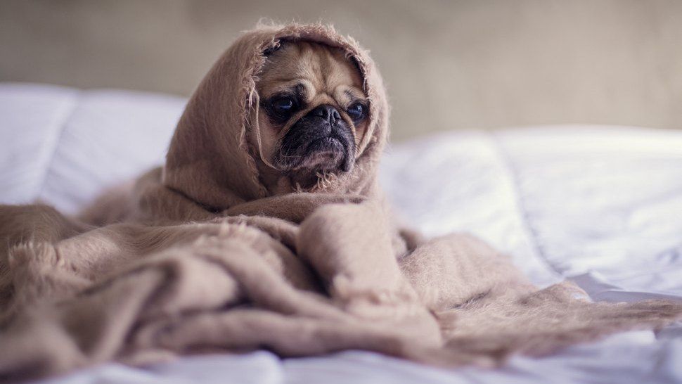 Journal Pets: Mogu li kućni ljubimci dobiti i prenositi koronavirus?