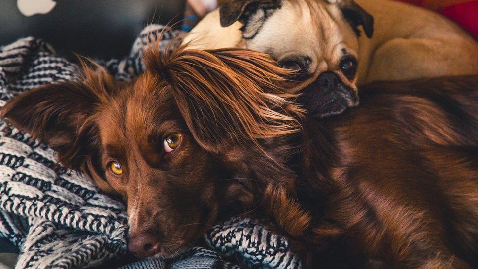 Journal Pets: Pitali smo se, mogu li zaista kućni ljubimci predvidjeti potres?