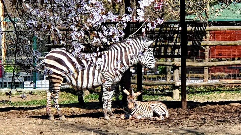 Journal Pets: Neodoljivo prugasto pojačanje u obitelji zebri u zagrebačkom Zoološkom vrtu