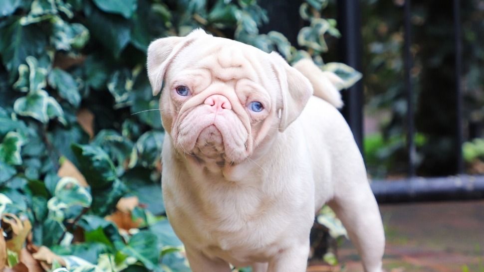 Journal Pets: Ovaj posebni albino mops s ružičastim krznom je prava Instagram zvijezda