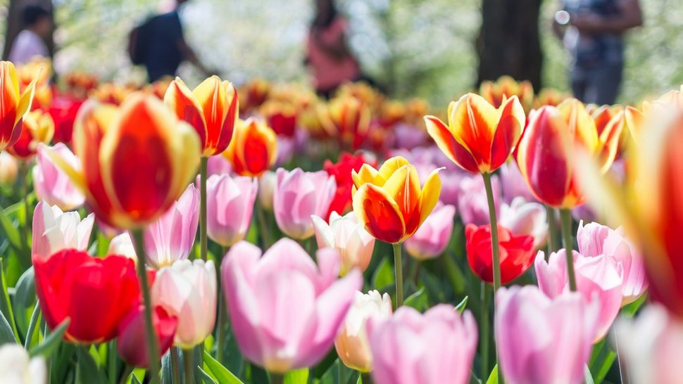 Ljubitelji cvijeća sada mogu virtualno uživati u prizorima procvalih nizozemskih tulipana