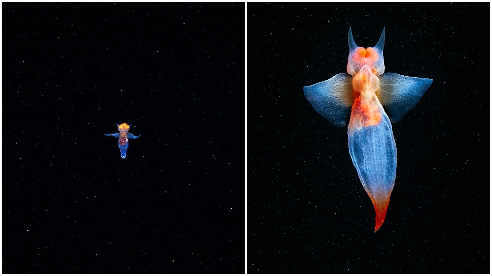 Journal Pets: Jeste li ikad vidjeli ovo čudnovato morsko biće? Da, pravo je!