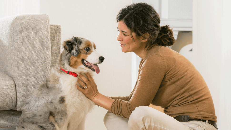 Journal Pets: Važno je paziti i na imunitet naših ljubimaca