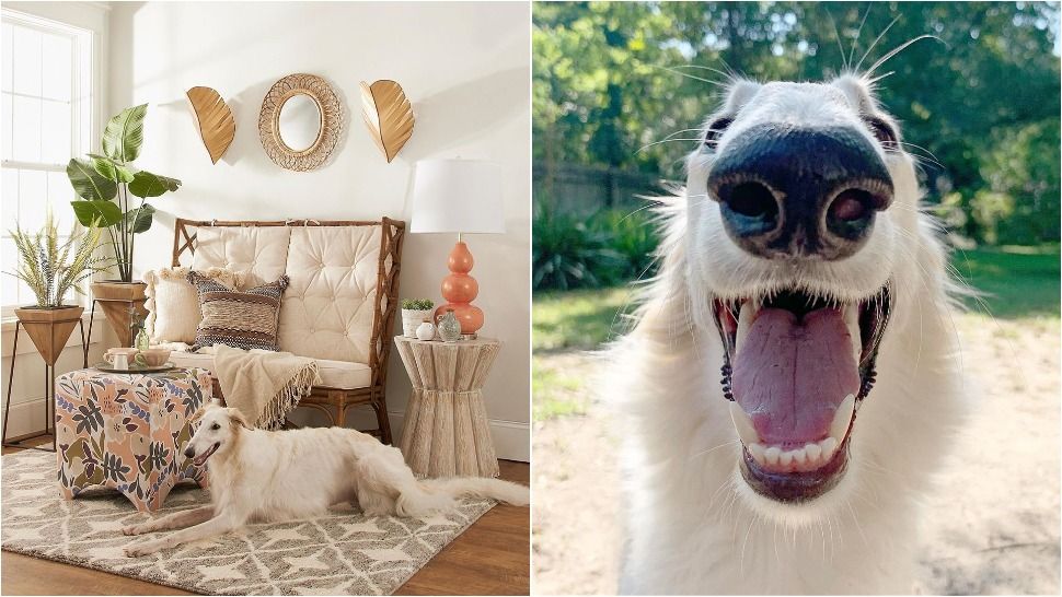 Journal Pets: Ovaj luckasti ruski borzoi ima najdužu njušku na svijetu