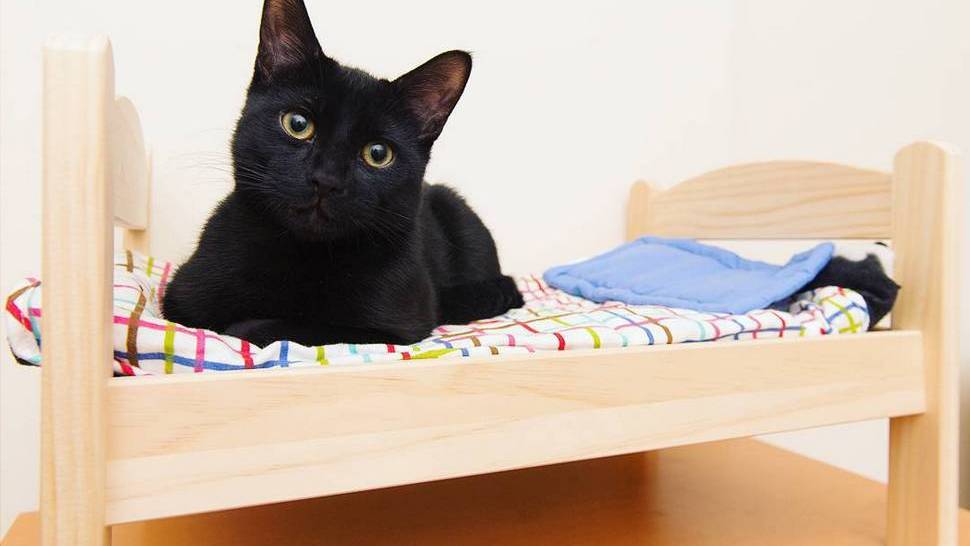 Journal Pets: Ovi mini Ikea krevetići za lutke savršena su oaza za mačke