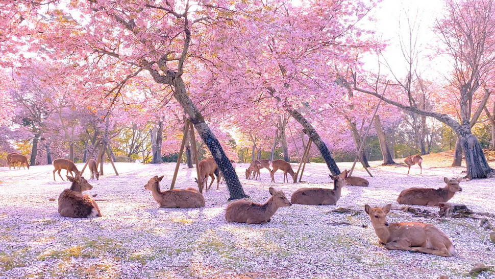 Journal Pets: Ovaj prizor jelena dok uživaju među trešnjama izgleda pomalo nestvarno