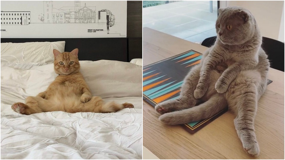 Journal Pets: Na Twitteru ljudi dijele fotke svojih mačaka kako udobno sjede u najčudnijim položajima