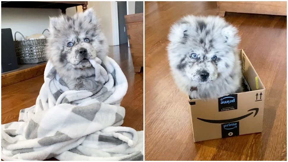 Journal Pets: Ovo preslatko štene je uistinu zaslužilo nadimak Oreo Cloud