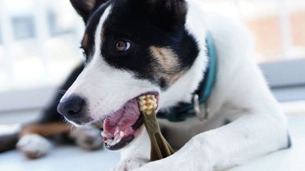 Journal Pets: Najizdržljivije žvakalice za pse koje će ih zabaviti i očistiti im zube