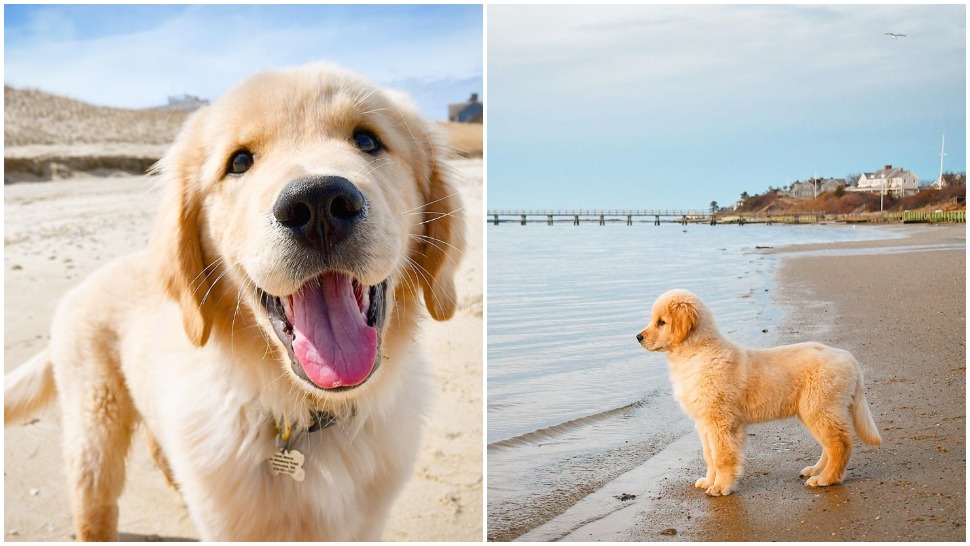 Journal Pets: Ovo štene zlatnog retrivera definitivno ima najljepše igralište