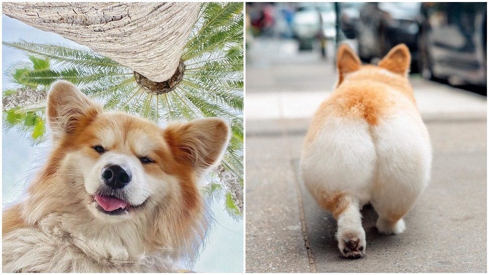 corgi pas