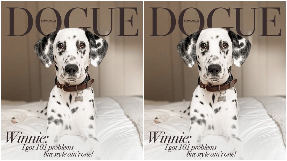 Journal Pets: Kako to izgleda kad psi preuzmu naslovnicu Voguea?