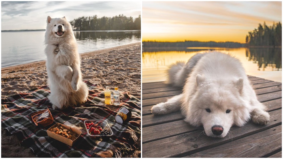 Journal Pets: Ovaj samojed uživa u zalascima sunca i pikniku na plaži