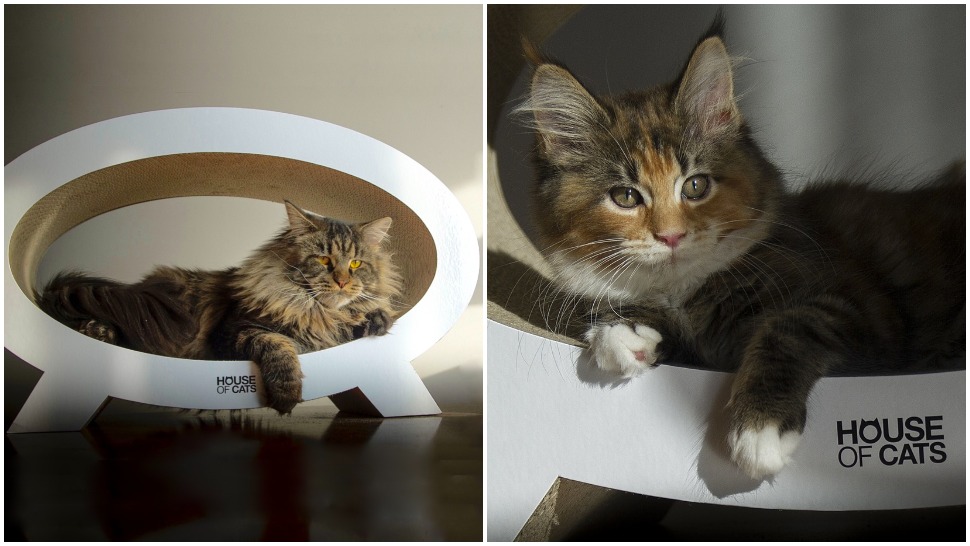 Journal Pets: Ovaj brend oduševit će vas svojim dizajnom grebalica za mačke