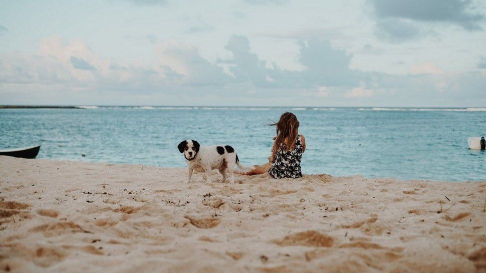 Journal Pets: Must have proizvodi za ponijeti na putovanje s kućnim ljubimcem