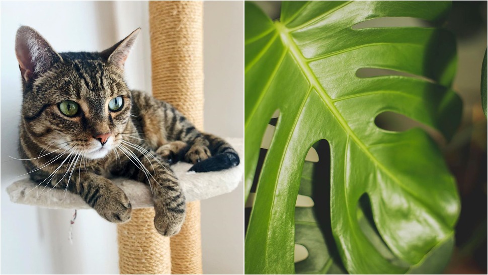 Journal Pets: Insta profili koje ćete obožavati ako volite mačke i biljke