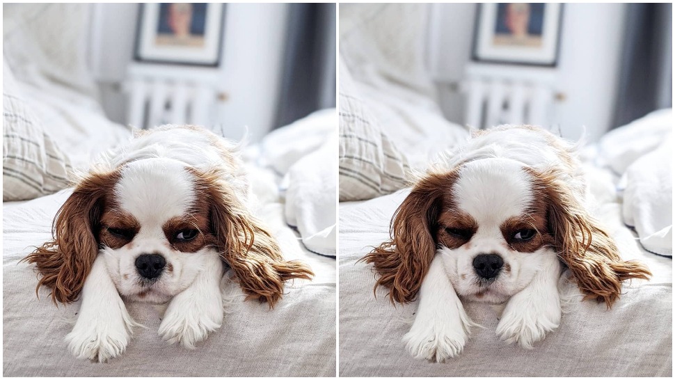 Journal Pets: Cookie je psić koji je strastvena spavalica – i uljepšat će vam dan