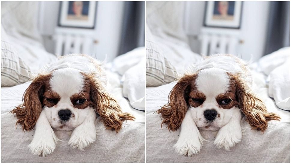 Journal Pets: Cookie je psić koji je strastvena spavalica – i uljepšat će vam dan