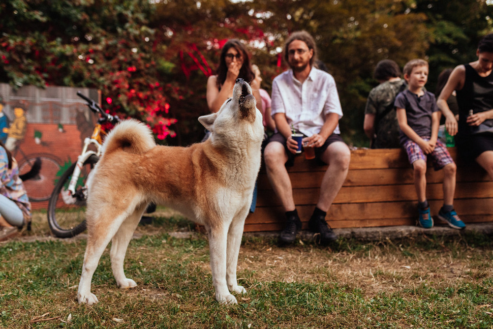 Journal Pets: Dođite na Good Cause glazbeni event koji pomaže teško udomljivim psima