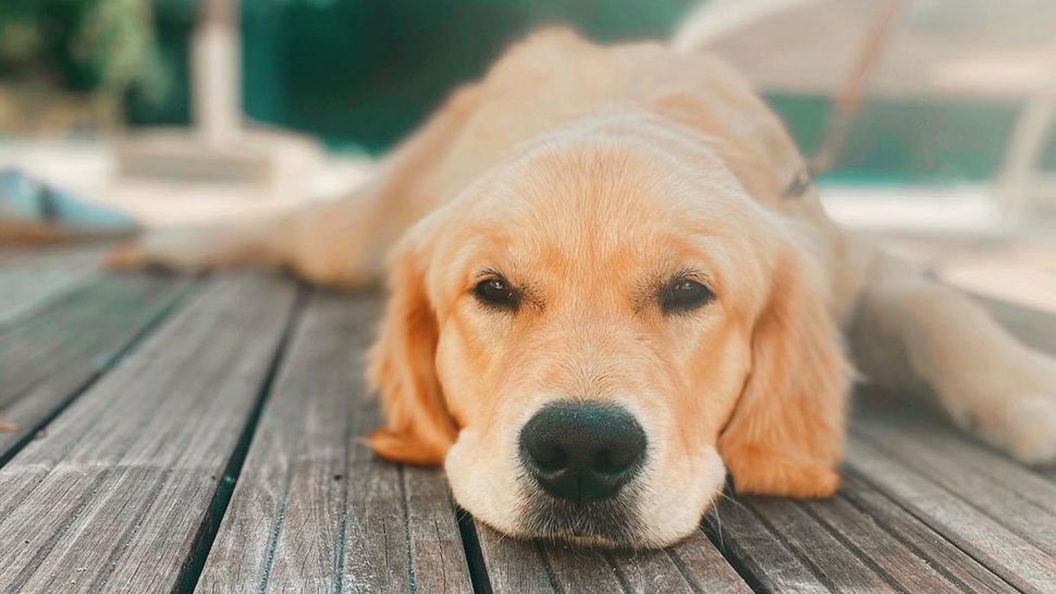 Journal Pets: Prostirke koje će hladiti vaše ljubimce cijelo ljeto