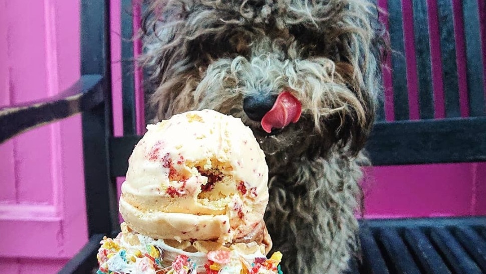 Journal Pets: Tri domaća sladoleda u kojima će vaš pas uživati