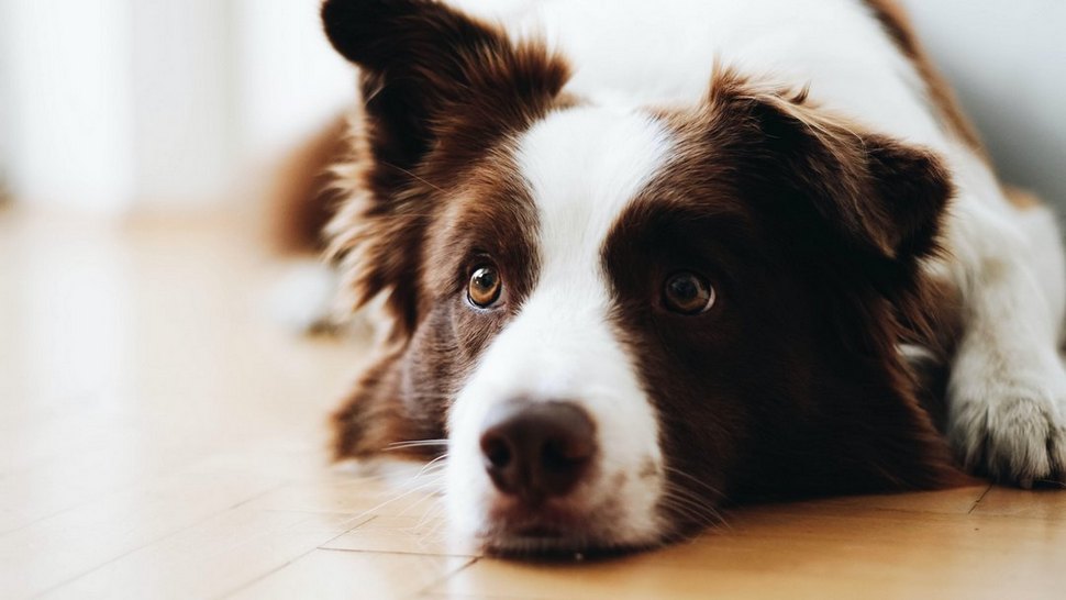 Journal Pets: Psi također mogu patiti od alergija – otkrijte koji su simptomi