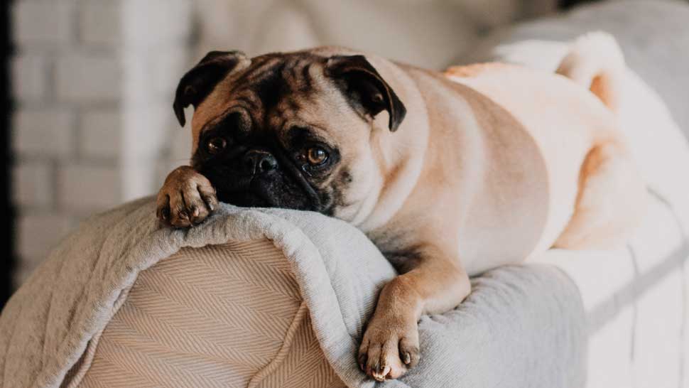 Journal Pets: Znate li koje su najbolje pasmine za život u stanu?