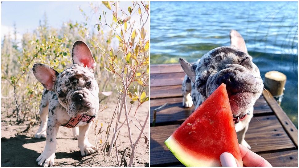 Journal Pets: Ovaj preslatki francuski buldog s točkastim krznom odmah će vas osvojiti