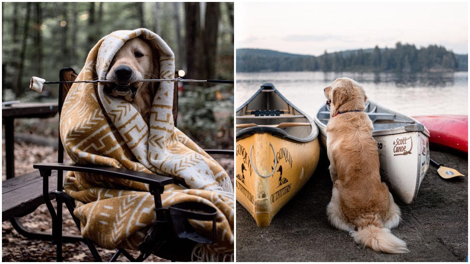 Journal Pets: Easton najviše uživa u kampiranju sa svojim ljudima