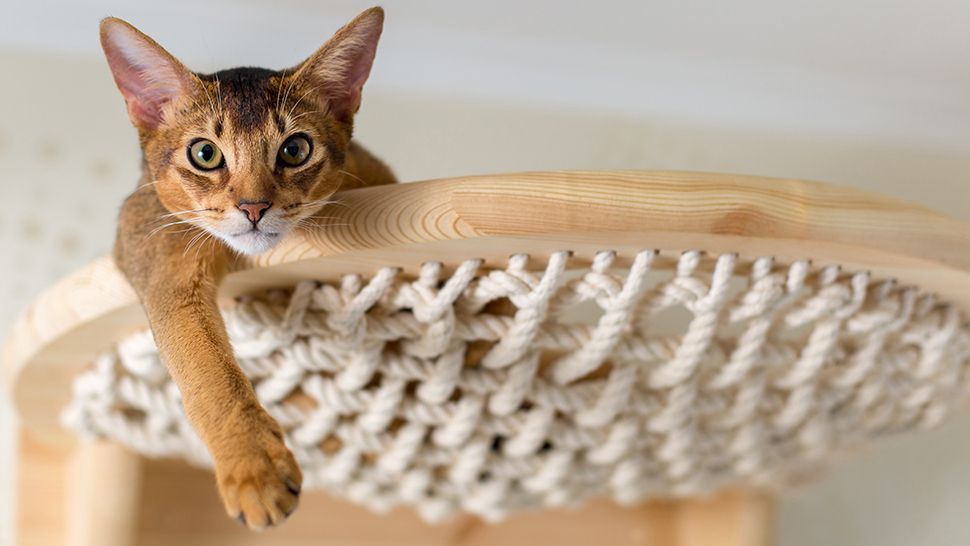 PURINA je pokrenula divnu kampanju kojom podsjeća na najvažniju stvar koju možemo napraviti za svoje mačke