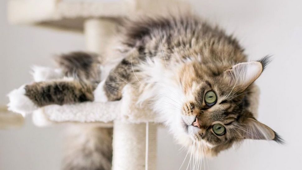 Journal Pets: Najljepši Instagram profili Maine coon kraljevskih šarmerica