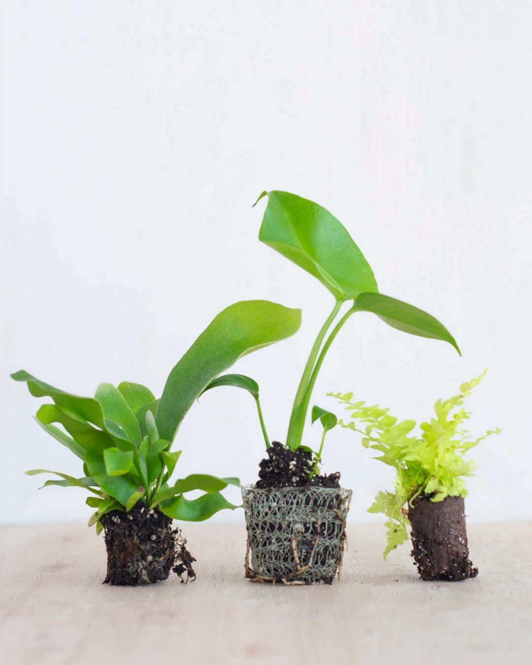 baby-plants-6