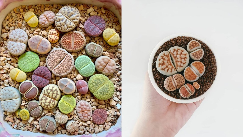 Obožavat ćete ove neobične sukulente u obliku šarenih kamenčića