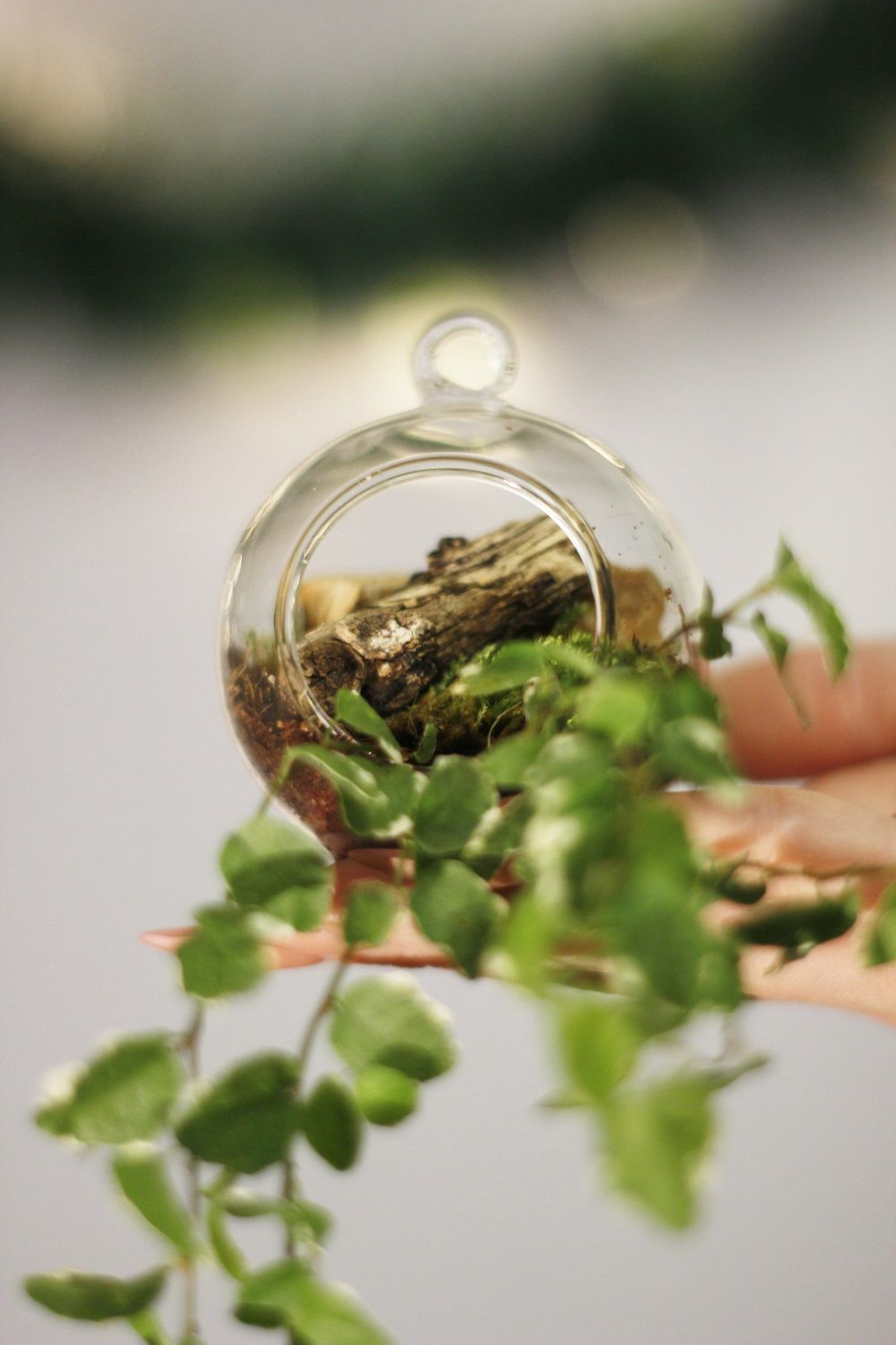 Biljke.plants božićne kuglice 2020. 