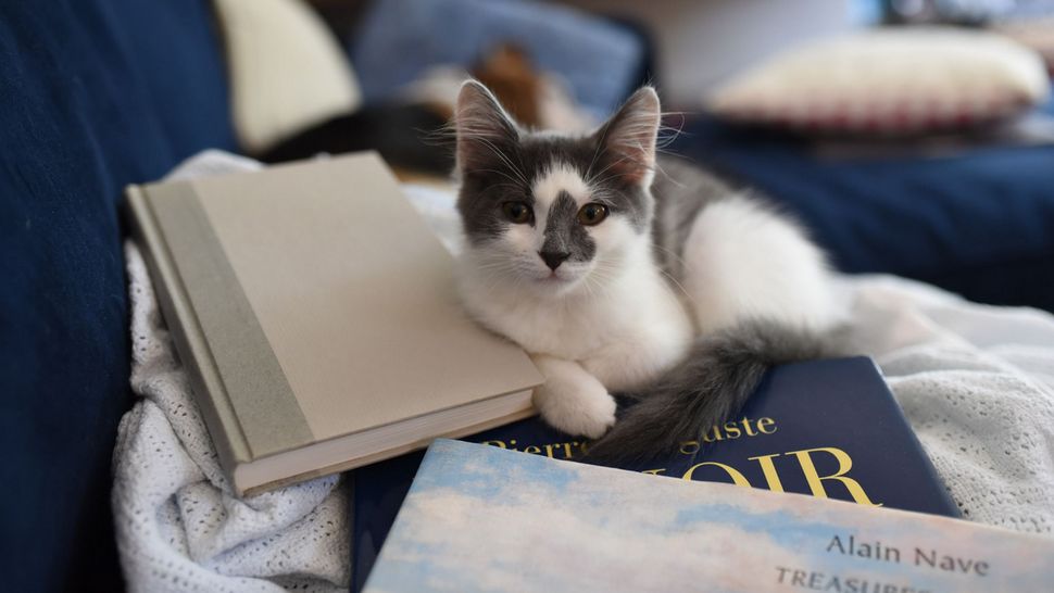 Divna knjižara u kojoj možete uživati u štivu u preslatkom mačjem društvu