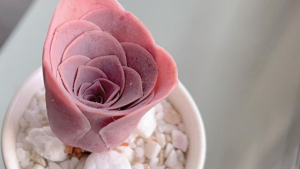 Upoznajte ovaj divan rozi sukulent koji je poznat i kao planinska ruža