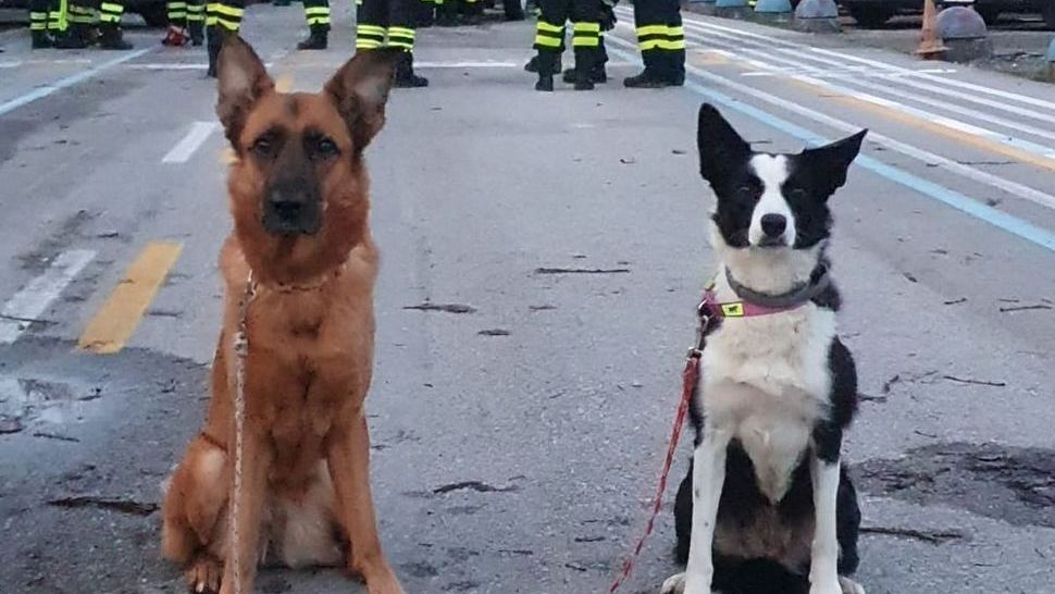 Psi spasioci i njihovi vlasnici marljivo pomažu Petrinji i okolici – evo kako možete pomoći i vi