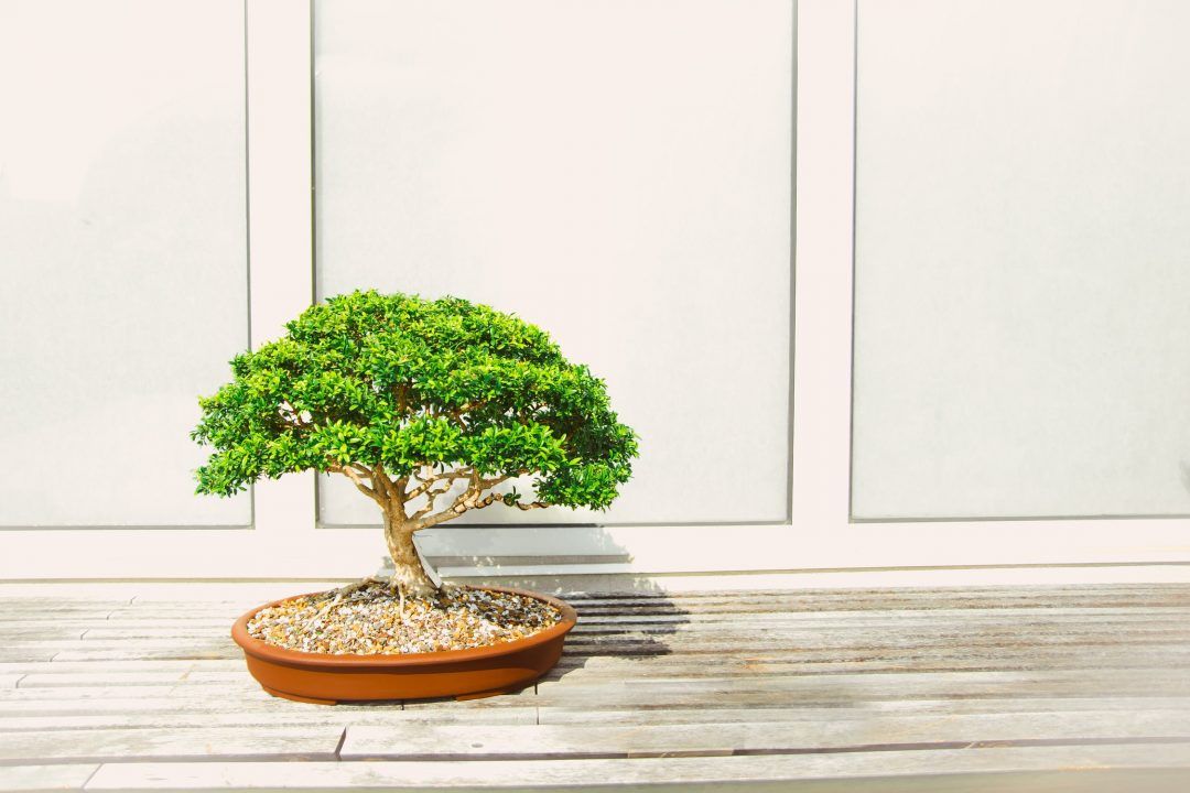 bonsai-1