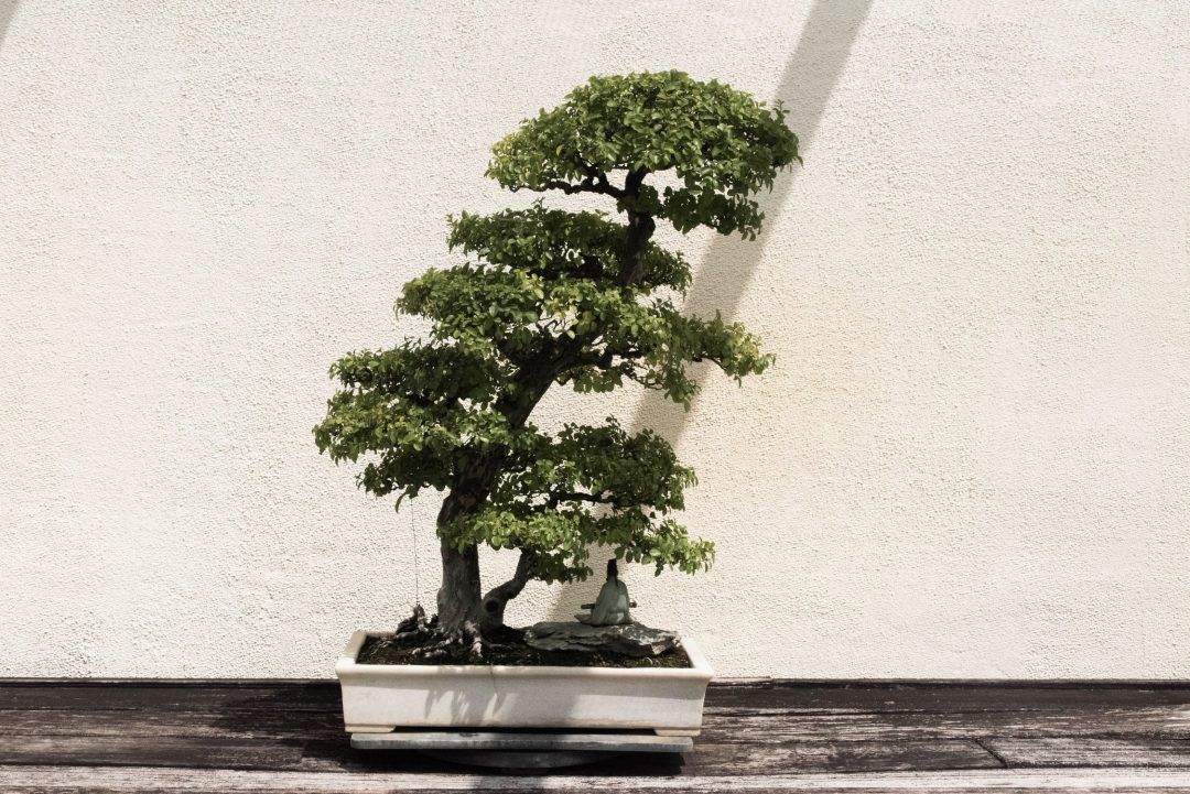 bonsai-2