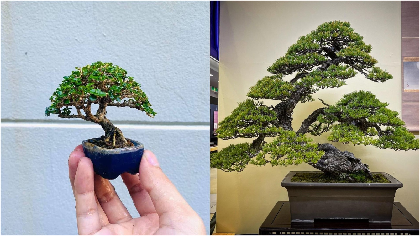 Journal biljka mjeseca: Bonsai – drvo koje simbolizira smirenje i harmoniju